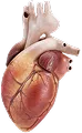 Cardiology