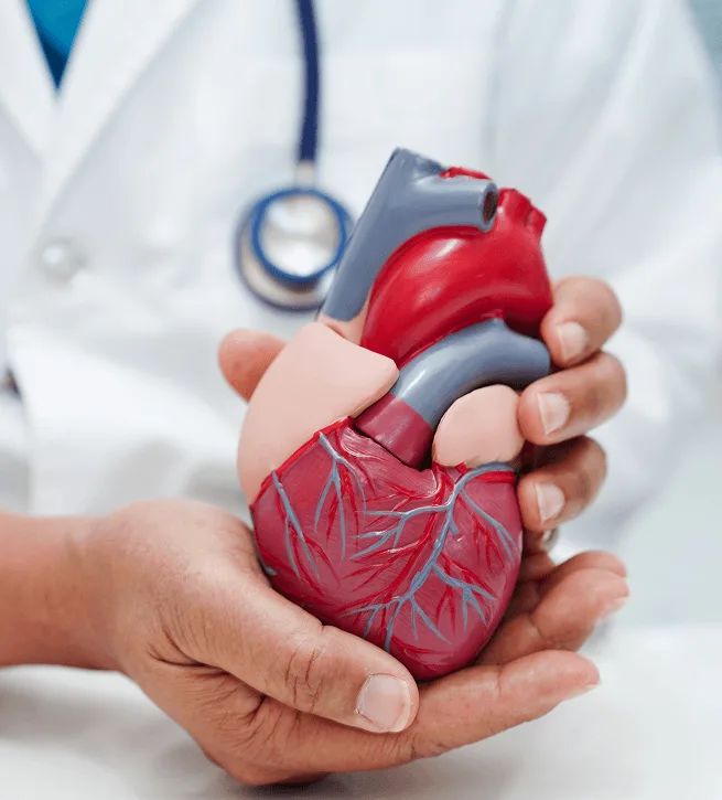 Hands holding an anatomical model of a heart in front of a person in a white coat