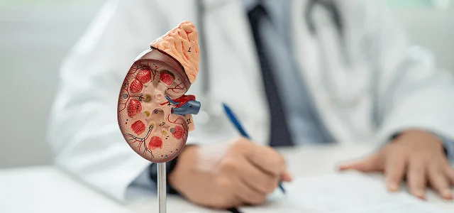 nephrology image 59703 webp Doctor writing notes at a desk behind an anatomical kidney model